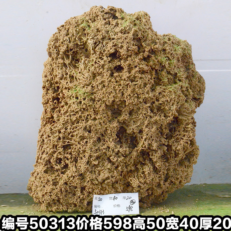 C50313